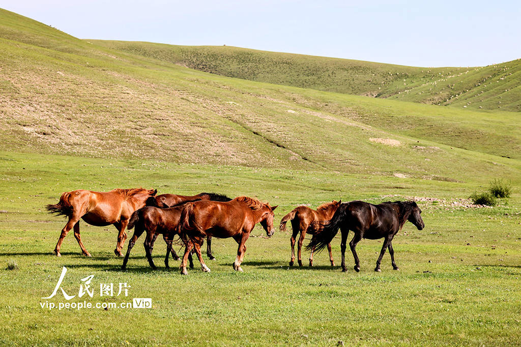 陈可心雪色香居 它不仅仅是色香一种香味