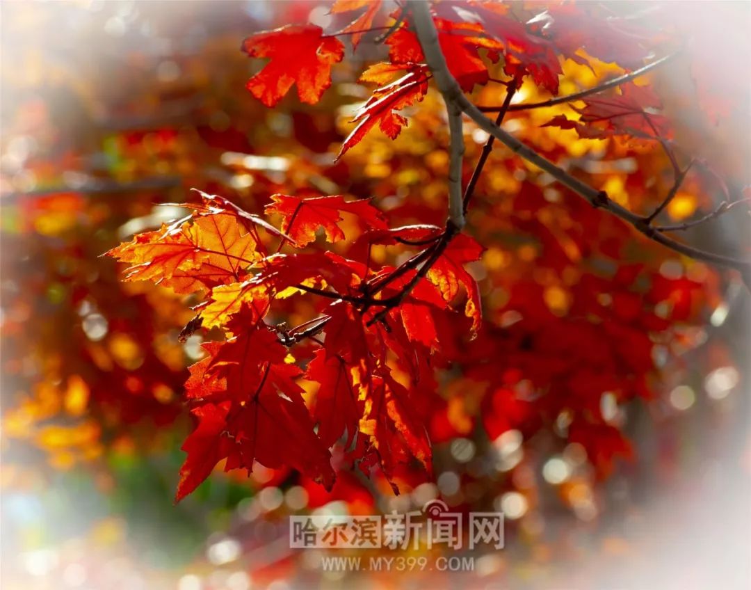 墙纸爱视频 避免安装捆绑广告的墙纸软件