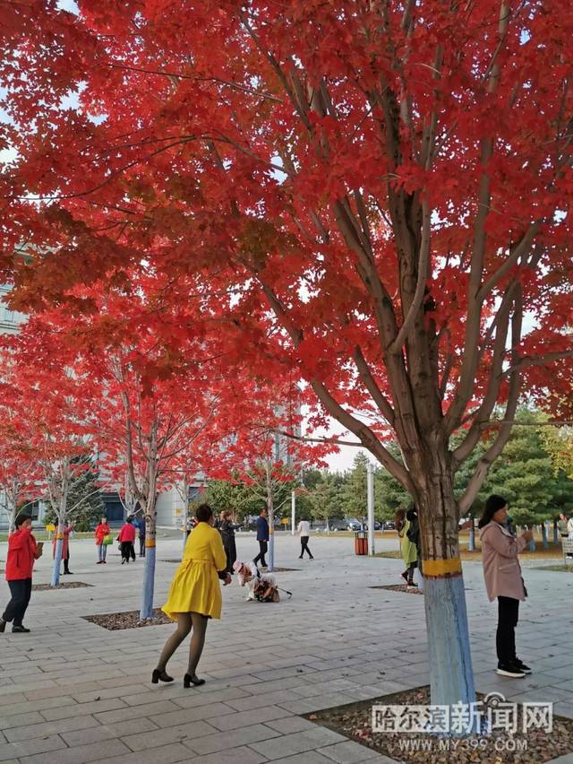 墙纸爱视频 避免安装捆绑广告的墙纸软件