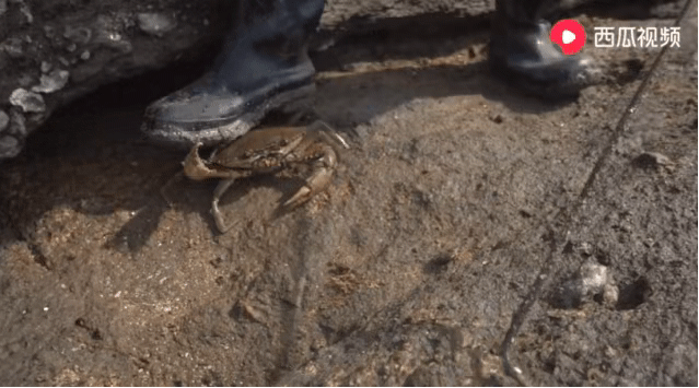 日本一道本不卡免费播放