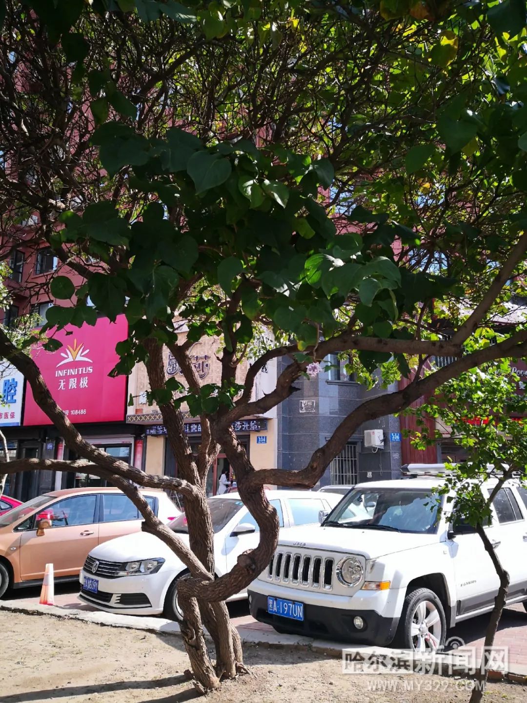 寸止扭胯舞挑战