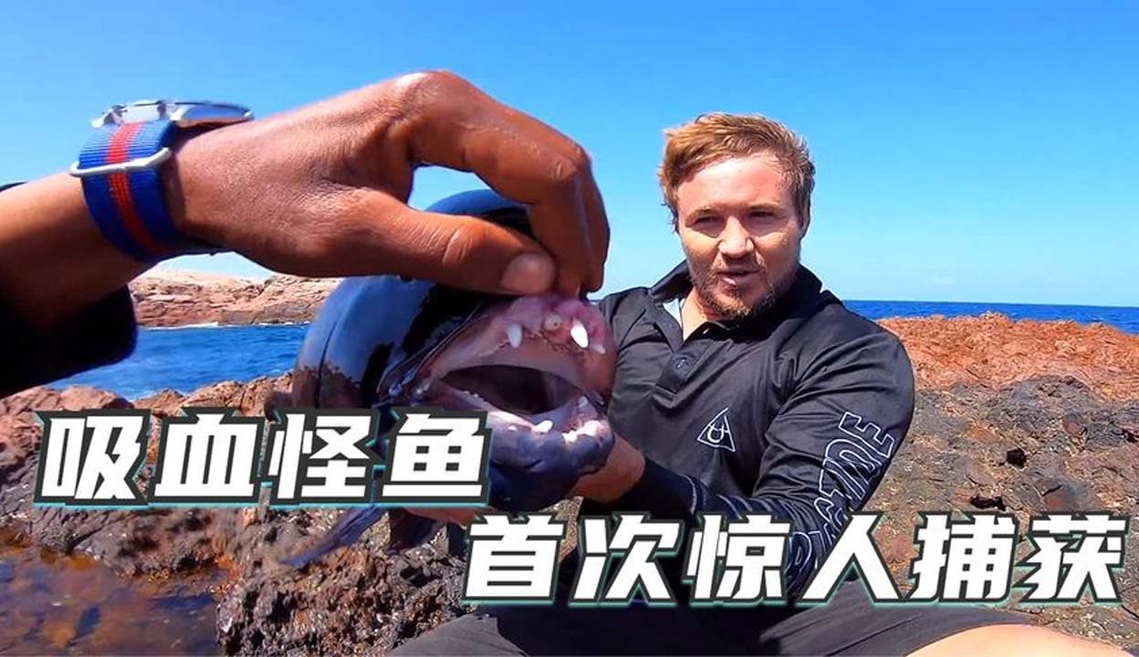 2019日本不卡二区 日本不需要懂复杂设置