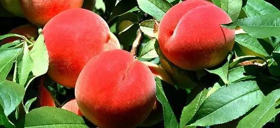 糖心cos西施阿离