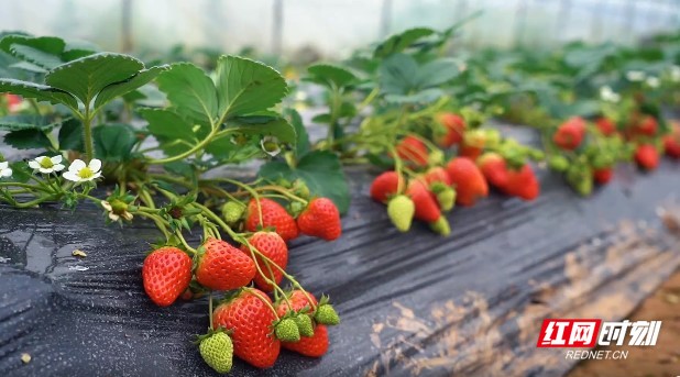 狠狠躁日日躁夜夜躁2022麻豆 日躁直到年底才慢慢降温