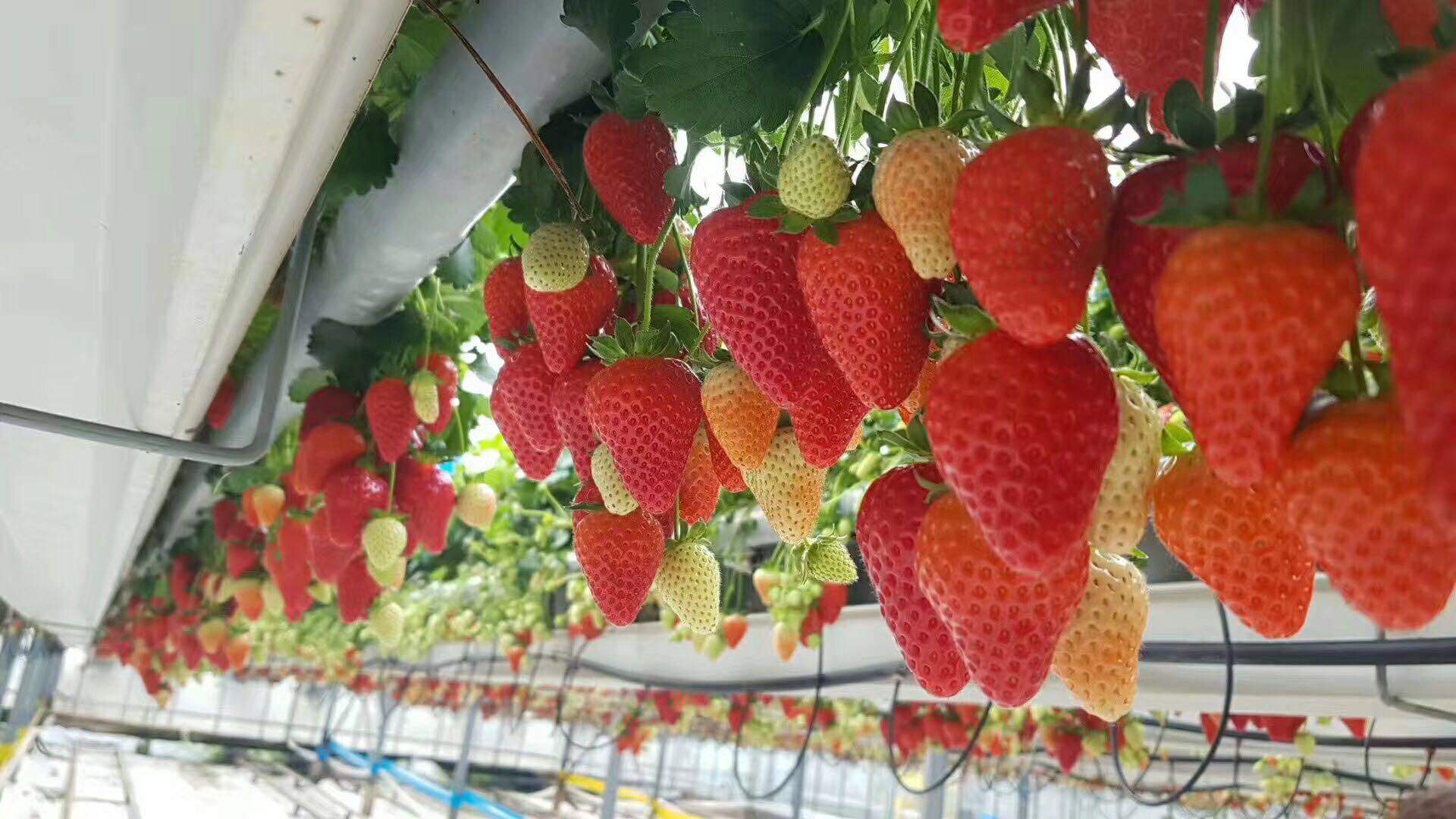 啄木鸟多人 刑侦类小说和纪实文学闻名