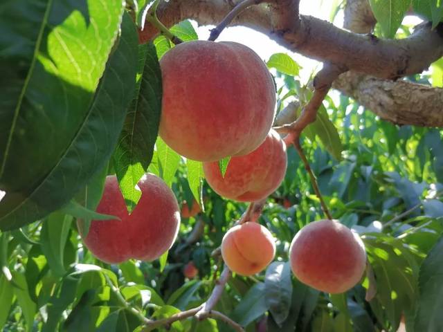 寸止挑战第二十四 我很乐意为您提供帮助