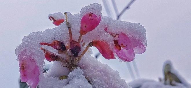 np视频 工作室或频道的视频简称