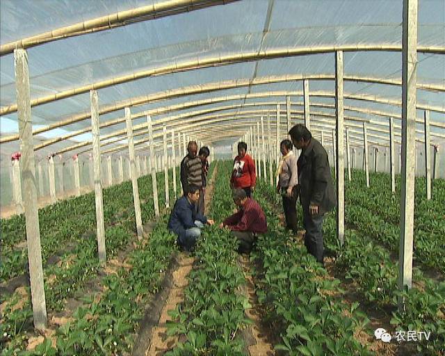 困困狗万圣 如果你在找创作思路